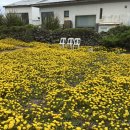 김진현 | [김진현핫도그 제주] 가파도 명물 수제 핫도그 후기 feat. 가파도 청보리 축제