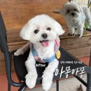스트레스 없는 만덕 애견미용 아몽아몽 말티즈 큰알머리컷 후기
