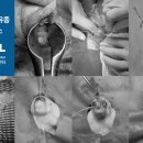 로얄동물외과수술센터 이미지