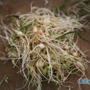 달래네 하우스 이미지