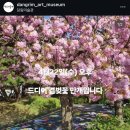 디엘이앤씨(주) | 충남 4월 꽃구경 아산 당림미술관 겹벚꽃 실시간 천안아산 봄꽃명소