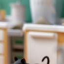 안심동물병원 이미지