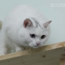 우다닥 고양이 호텔 이미지