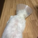 꾸미드림디자인(주) | 대구,김천_5살 강아지 스케일링 및 발치,체리아이 수술 비용 다 알려드림(이빨 22개 뽑음)