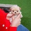 소문난 강아지 이미지