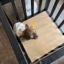 테리몽하우스 이미지