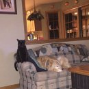 강아지세상 고양이세상 이미지