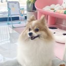 오마이펫 이미지