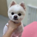 애견풀하우스 이미지