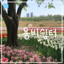 평화쉼터 | [서울/성동] 튤립 명소 응봉역 "용비쉼터" 260418 후기ㅣ가는법, 포토스팟 추천