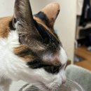 명랑세탁소 이미지