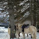 신성뉴목장 | [일본 / 삿포로 숙소] 겨울 삿포로 역대급 설경 초호화 호텔 호시노 리조트 토마무 - 설경 승마체험...