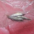 산머루민박 이미지