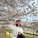 만남의광장(좌) | 울산 피크닉 성지 태화강 국가정원 텐트 설치 구역 벚꽃 인생샷 산책로