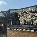 풍산단호로(풍산읍) 네이버블로그