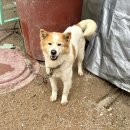 참목원식당 | 송추cc 맛집 양주 장흥 삼겹살 참목원정육식당