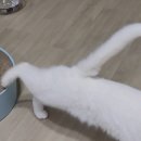 모모초이