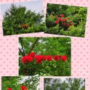 인천공촌초등학교 이미지