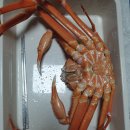 대게 맛있는 때입니다 이미지