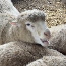 포동목장 이미지