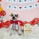 땡자애견 이미지