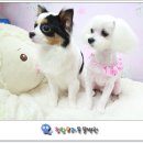비너스미용