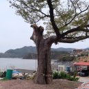 곰소초교 네이버블로그