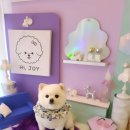 하이조이 이미지