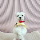 댕스테이 네이버블로그