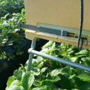 베리베리팜 이미지