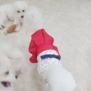 댕댕가르텐 강아지애견유치원호텔 이미지