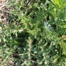 도촌 2농장 이미지