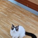 고양이 행복 쉼터 이미지