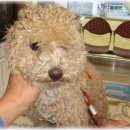 신광동물병원 이미지