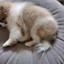 하이조이 이미지