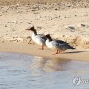 호사 이미지