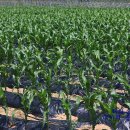 숲속의 빈터 이미지