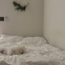 도그하우스 이미지