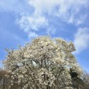 부귀면세동보건진료소 이미지