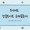 부여군청 | 부여세도 유채꽃축제 (+주차장, 맛집, 방울토마토 )