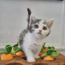 도그마루 강아지고양이 청주점 이미지