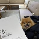 하나동물병원 | 수원 동물병원 강아지건강검진 추천 돌봄동물병원후기