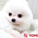 화이트 독 이미지