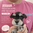 퍼피루미 - 1647 | 퍼피루미