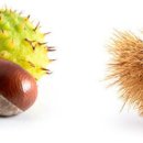 마로니에 이미지