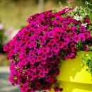 낮엔해처럼밤엔달처럼 이미지