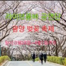 라이브품바 공연단 광양 벚꽃 축제 일정 이미지