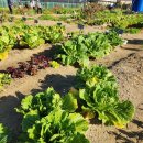 이든농장 | [양주] 서대문구 주말농장 2025년 11월 마지막 교육 배추 무 수확 후기