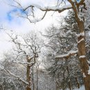 백양사진입로 이미지