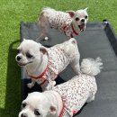 놀러오개 애견유치원 애견호텔 분당직영점 이미지